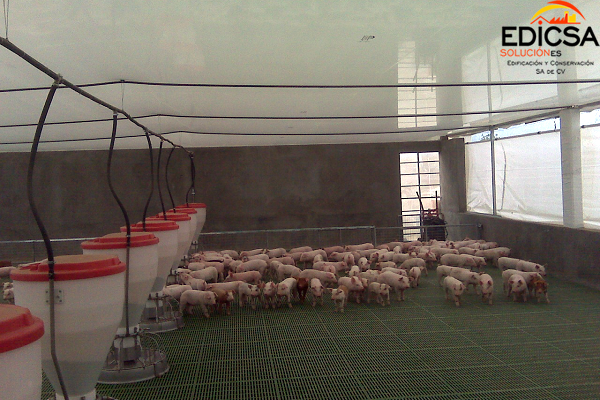 Invernadero Animal Puercos