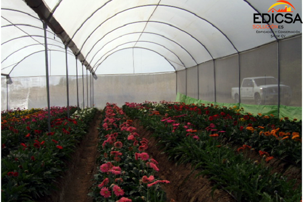 Invernadero Macrotunel